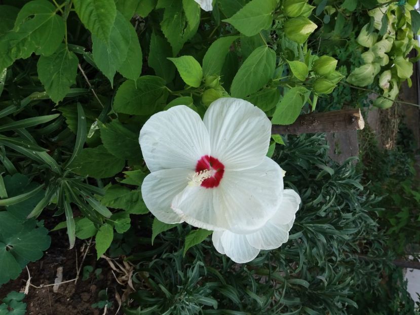  - FFORILE DE LA BAICOI 2023 - 2024 --------