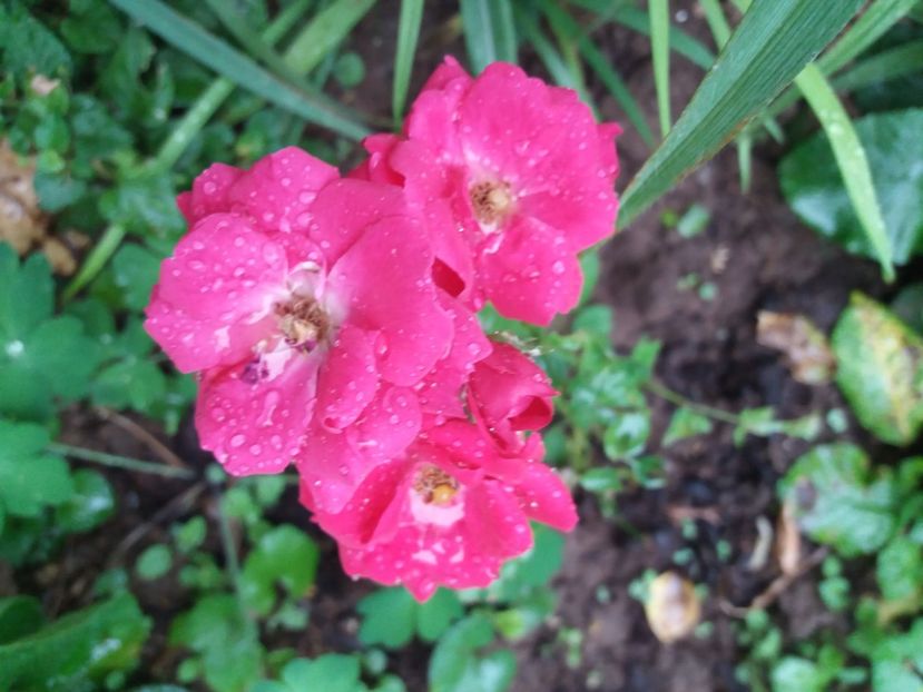  - FFORILE DE LA BAICOI 2023 - 2024 --------