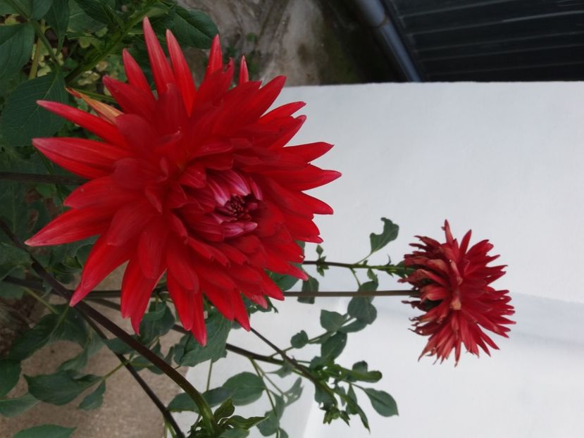  - FFORILE DE LA BAICOI 2023 - 2024 --------