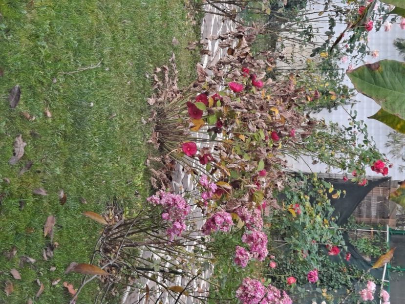  - A FLORILE LUI MATEUTU ----------------