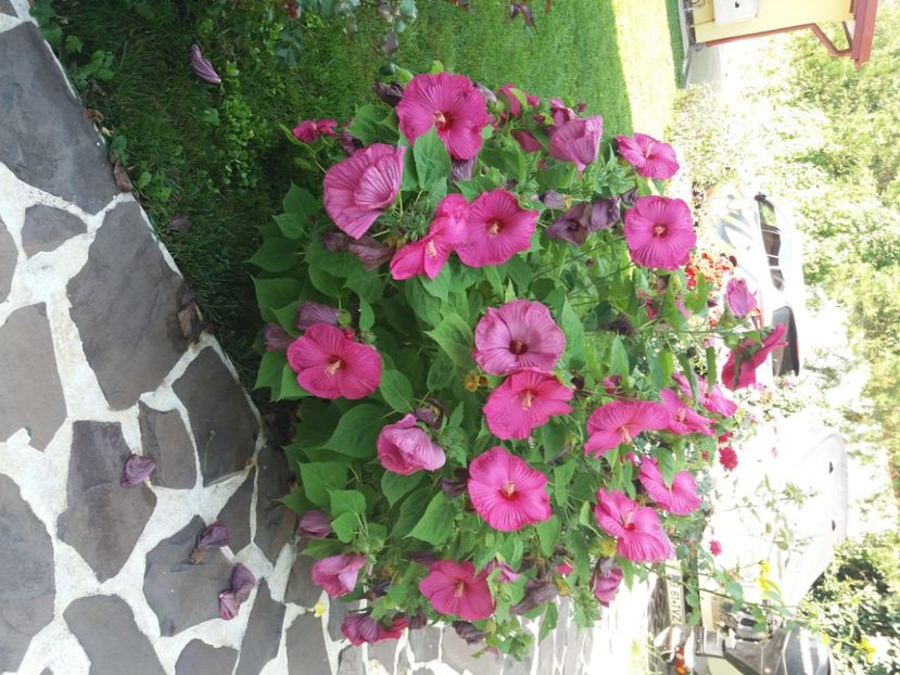  - A FLORILE LUI MATEUTU ----------------
