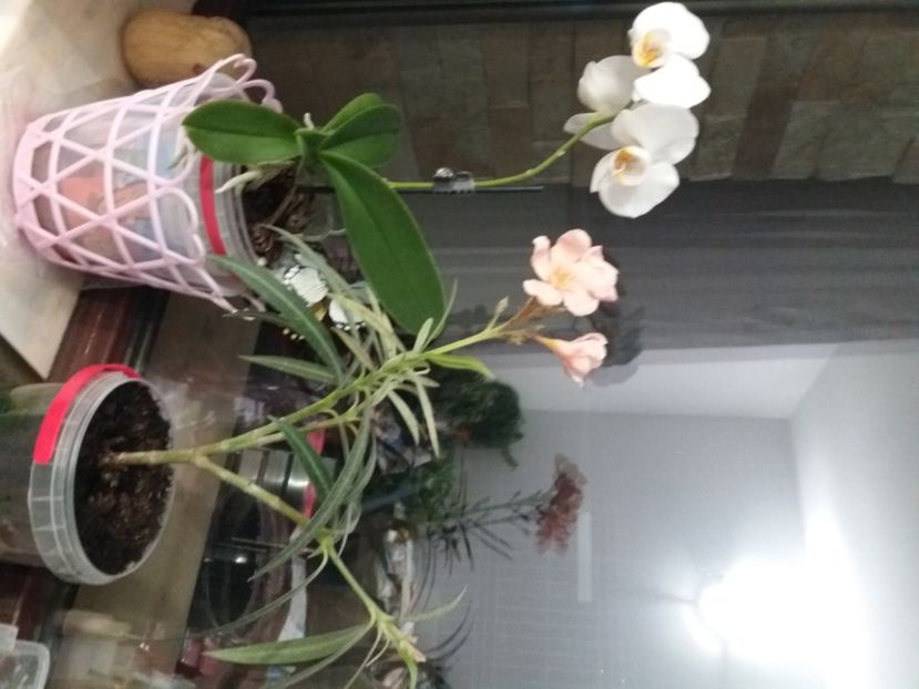  - A FLORILE LUI MATEUTU ----------------