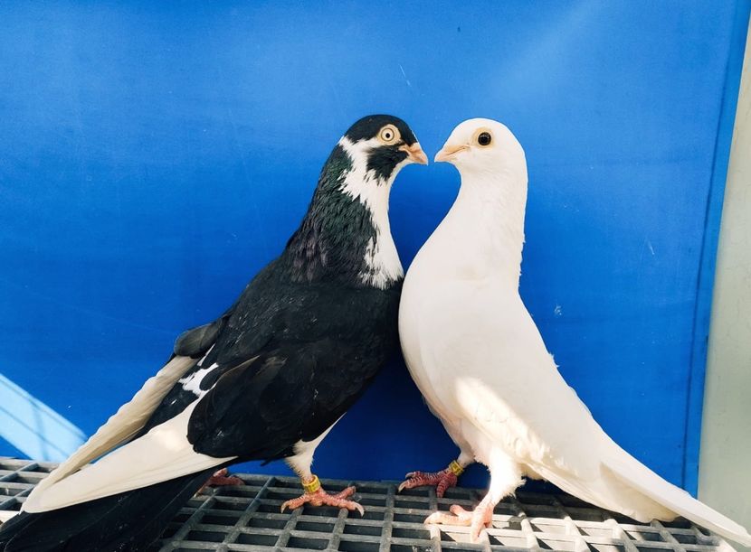 Perechea  27 - B - Perechi 2024