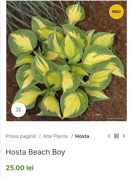 Hosta Beach Boy - aaa Comanda plante 2022 2023 2024