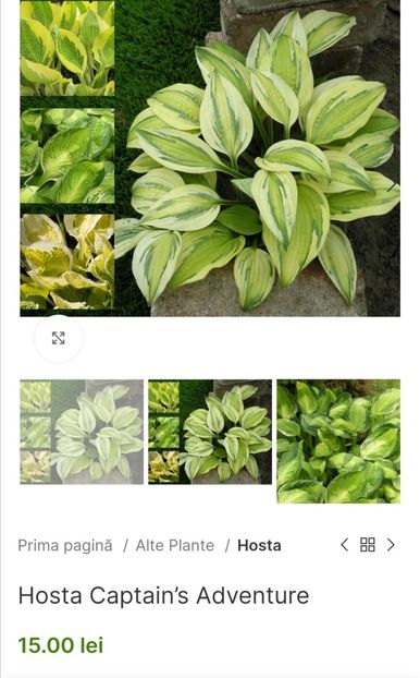 Hosta Captain’s Adventure - aaa Comanda plante 2022 2023 2024