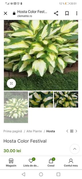 Hosta Color Festival - aaa Comanda plante 2022 2023 2024