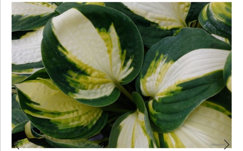 Hosta Color Festival - aaa Comanda plante 2022 2023 2024