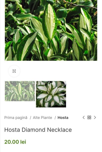 Hosta Diamond Necklace - aaa Comanda plante 2022 2023 2024