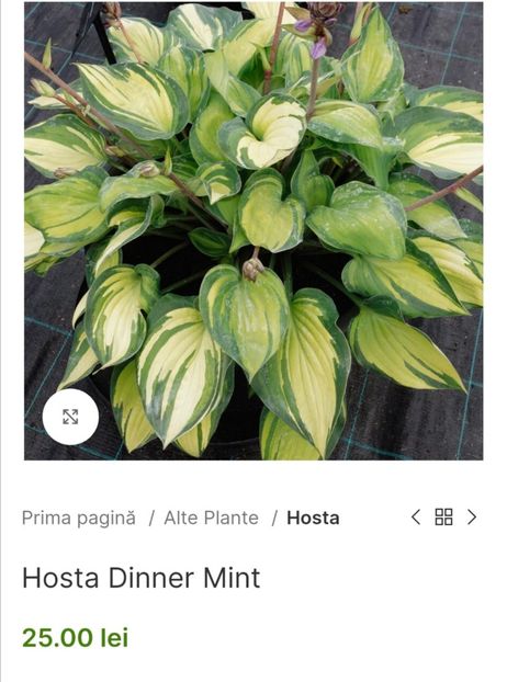 Hosta Dinner Mint - aaa Comanda plante 2022 2023 2024
