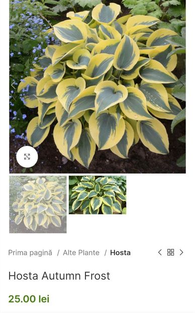 Hosta Autumn Frost - aaa Comanda plante 2022 2023 2024