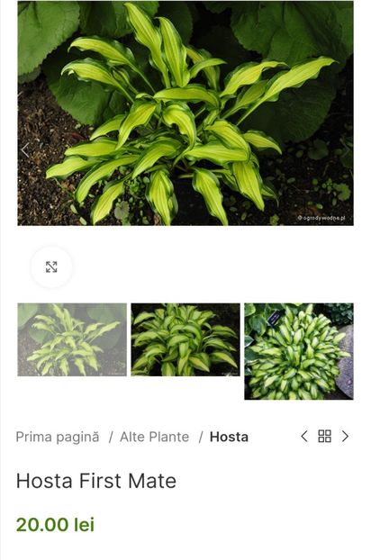 Hosta First Mate - aaa Comanda plante 2022 2023 2024