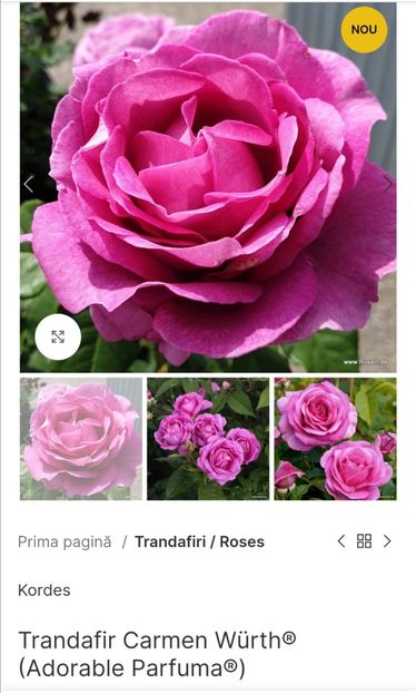 Trandafir Carmen Würth® (Adorable Parfuma®) - aaa Comanda plante 2022 2023 2024