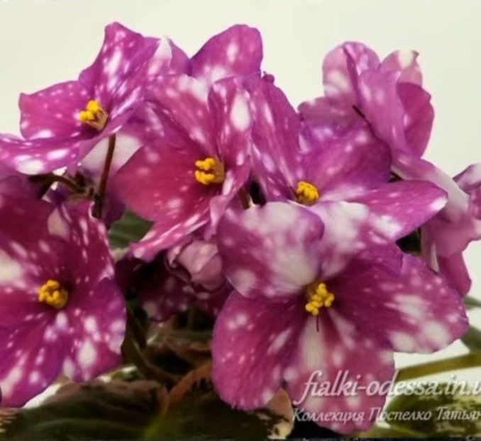 Poza net - Rivermist Calypso