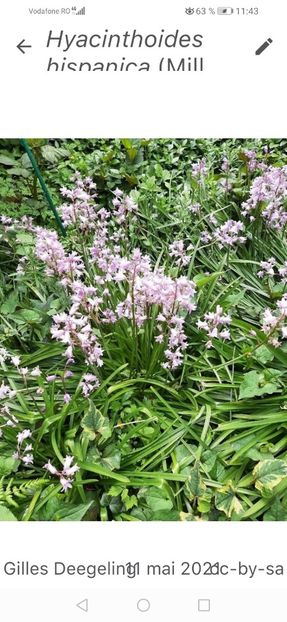 Screenshot_20240219_114337_org.plantnet - Februarie 2024