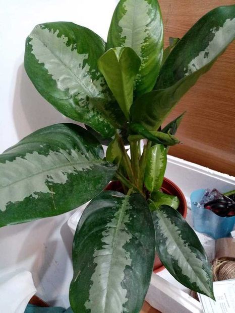 received_7381371891884354 - Februarie 2024