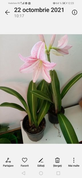 Screenshot_20240114_122353_com.android.gallery3d - Februarie 2024