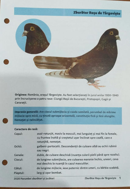 IMG-20211012-WA0001 - Standard - Zburator Roșu de Târgoviște