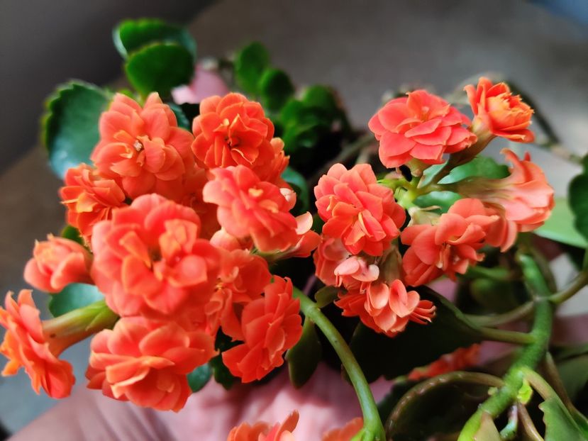  - Kalanchoe blossfeldiana