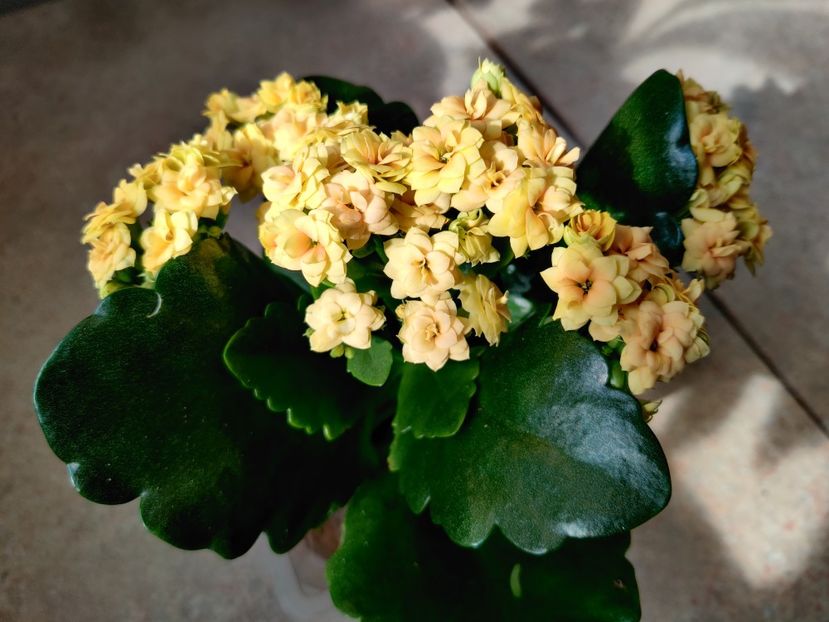  - Kalanchoe blossfeldiana