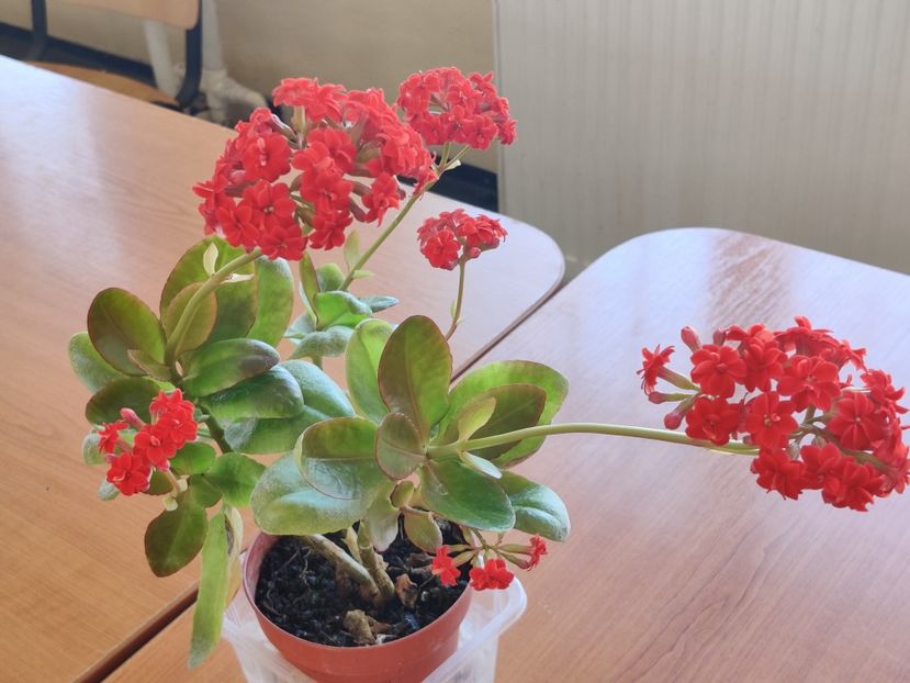  - Kalanchoe blossfeldiana