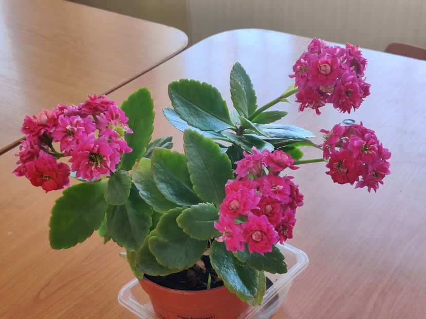  - Kalanchoe blossfeldiana