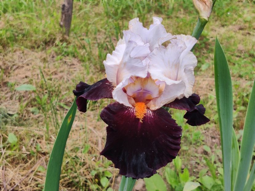 Main street - Ma - Ru