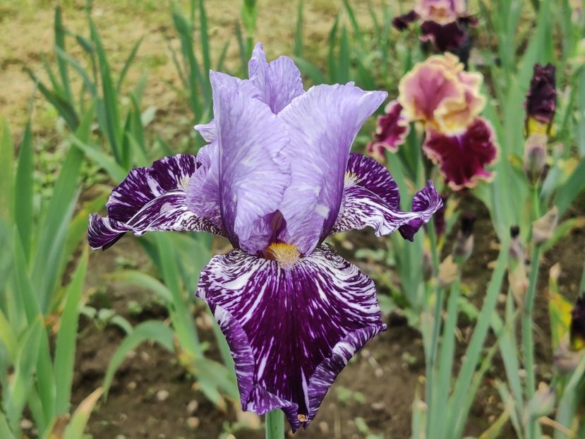 Millennium falcon - Ma - Ru