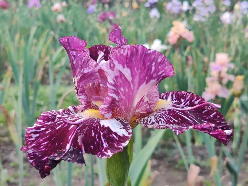 Silver streak - Sa - Z