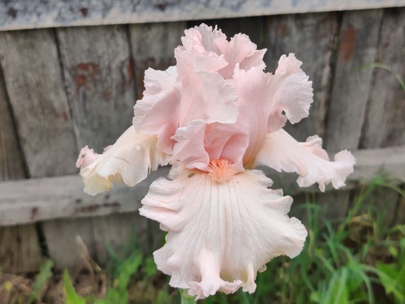 Strawberry shake - Sa - Z