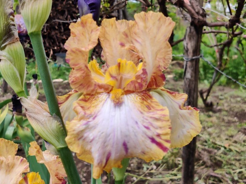 Toucan tango - Iris germanica_barbosi
