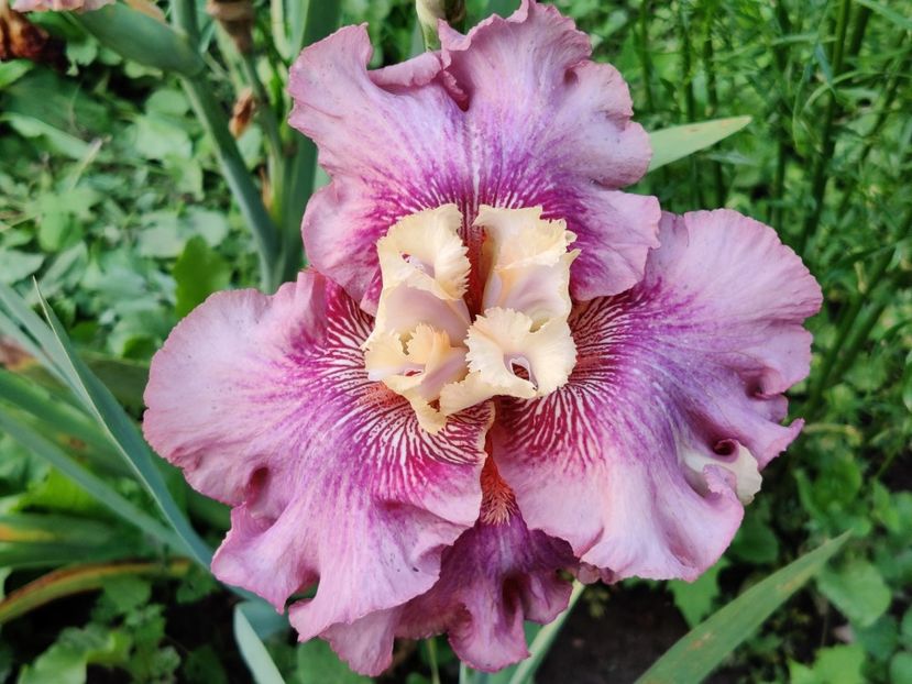 Voulez-vous - iris plat - Sa - Z