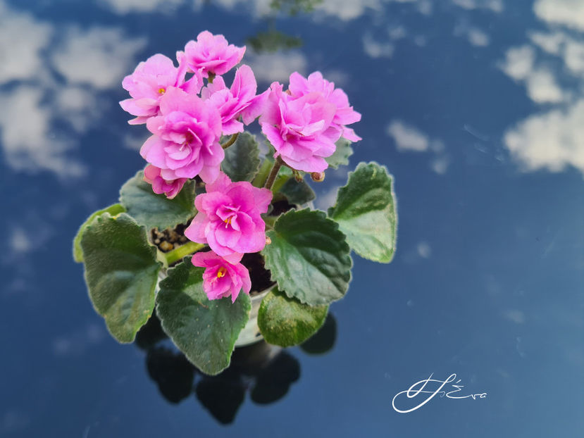  - Kentucky Gooseberries