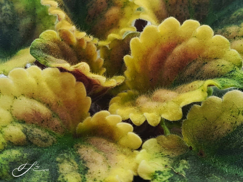  - Mac s Scorching Sun