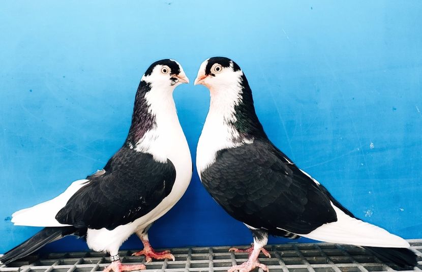 Perechea  14 - B - Perechi 2024