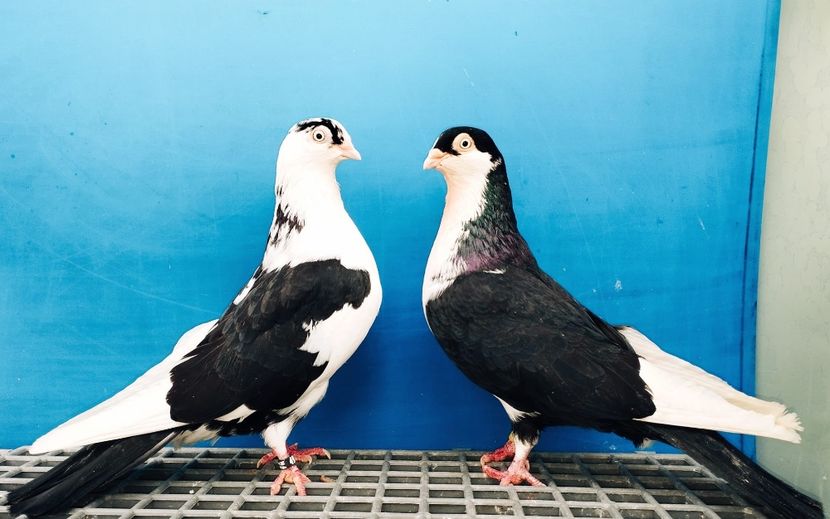 Perechea  18 - B - Perechi 2024