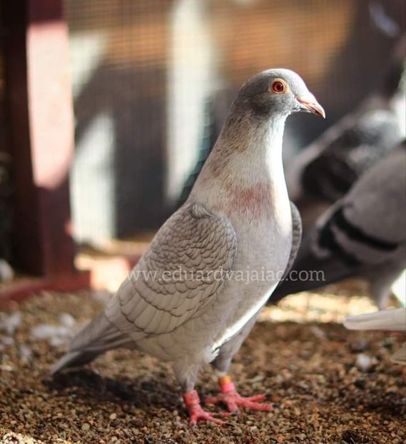  - Nu îmi aparțin 7