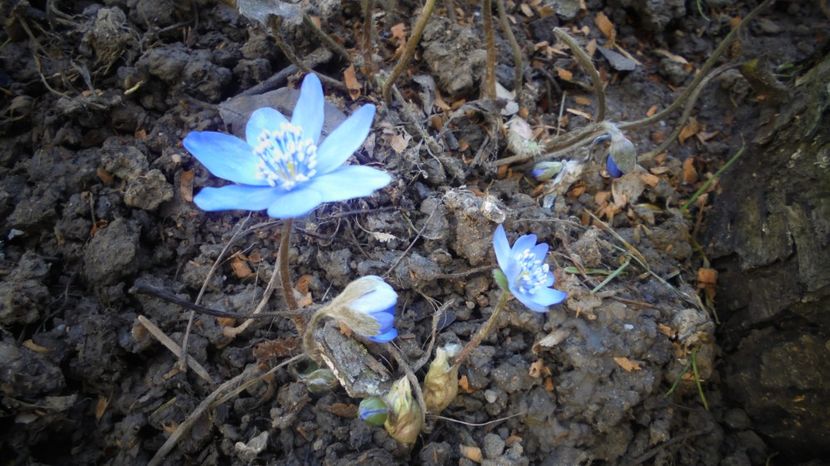 Hepatica transsilvanica...culoarea e mult mai inchisa - 2024