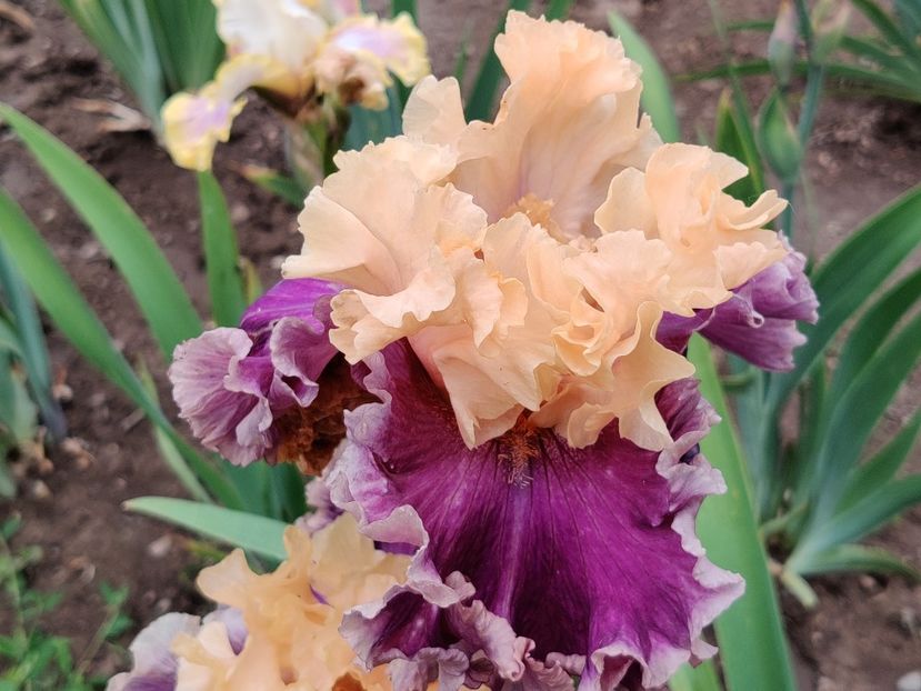 Roaring twenties - Ma - Ru