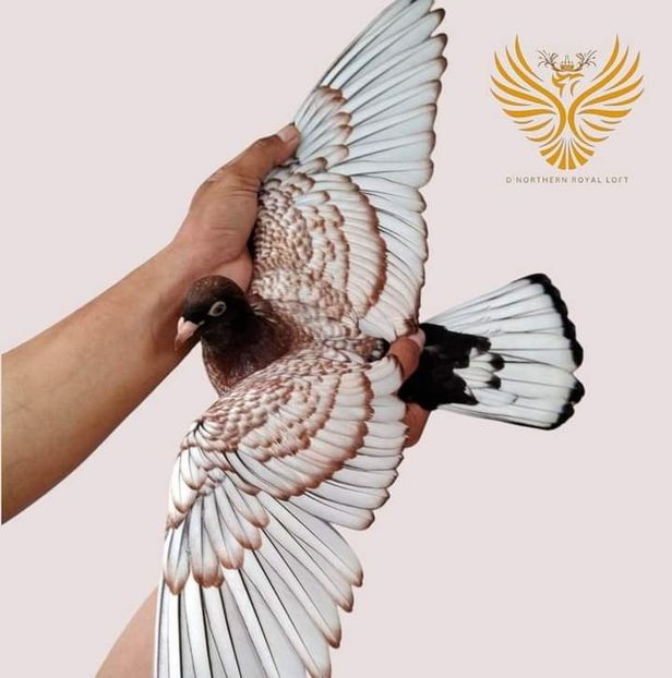  - Nu îmi aparțin 7