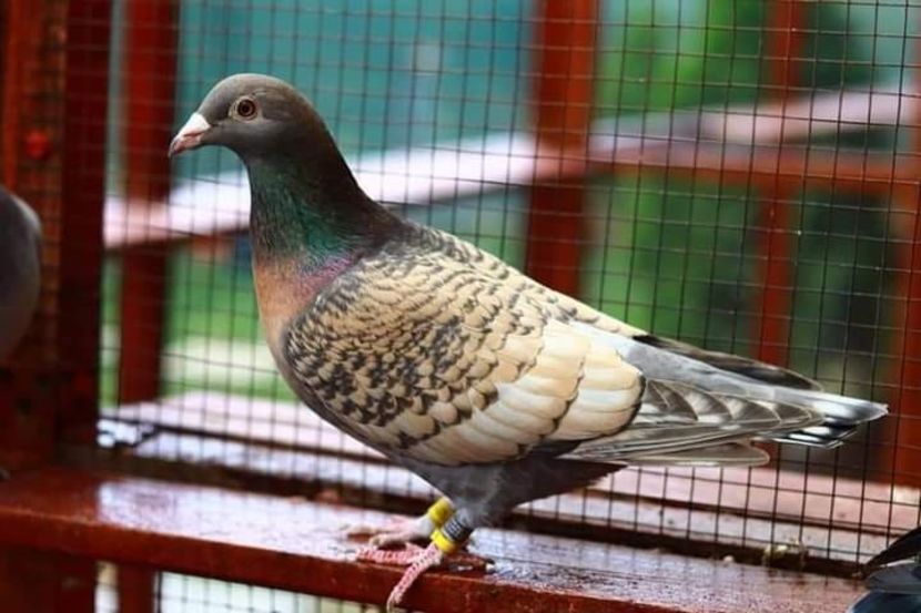  - Nu îmi aparțin 7