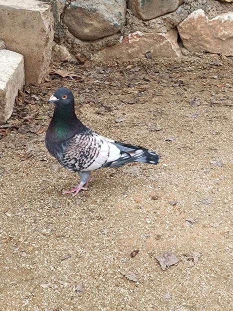  - Nu îmi aparțin 7