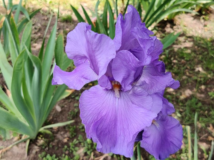 Twice delightful? - Sa - Z