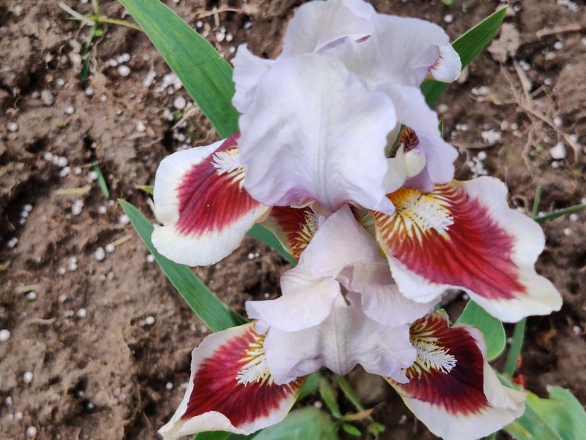 Irisi pitici  - Red Heart - Iris germanica - bearded iris