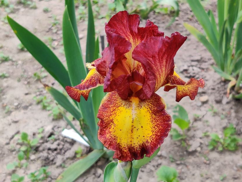 Irisi intermediari - Red hot chili - Iris germanica - bearded iris