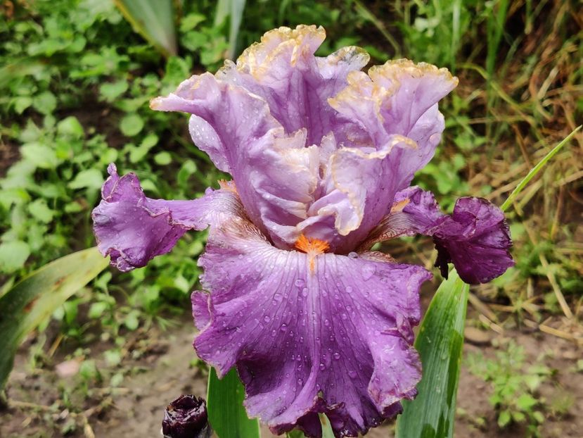 Irisi de frontiera - Zlata laguna - Iris germanica - bearded iris