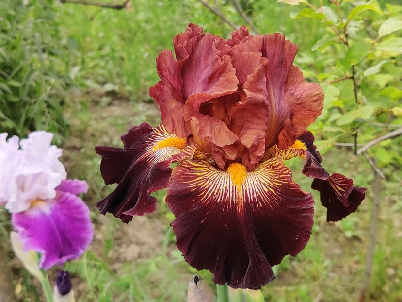 Irisi inalti - Black walnut - Iris germanica - bearded iris