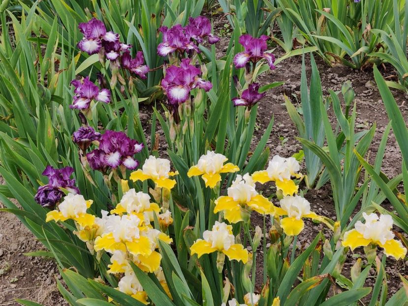 Prince of Burgundy si Protocol - Iris germanica - bearded iris