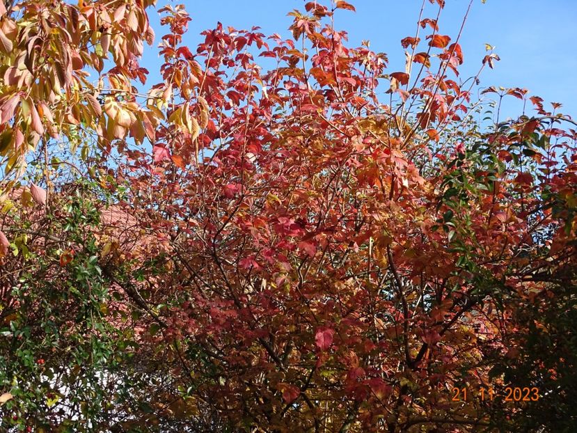  - Copacei si arbusti 2023