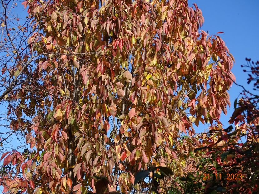  - Copacei si arbusti 2023