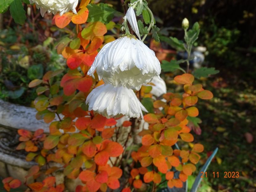  - Copacei si arbusti 2023